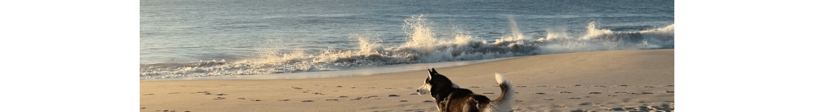 The beach at sunset on a winter day. A black and white Siberian Husky watches the ocean and the setting sun.